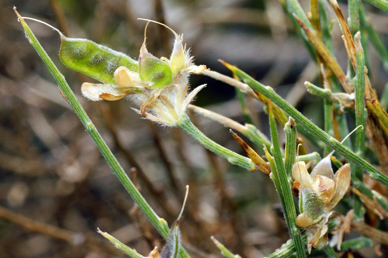 Genista pichisermolliana/ ginestra di Pichi Sermolli